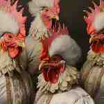 Dream Dictionary Hens