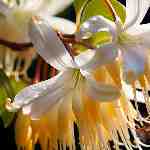 Dream Dictionary Honeysuckle