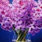 Dream Dictionary Hyacinth