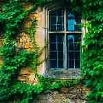 Dream Dictionary Ivy