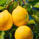 Dream Dictionary Lemons