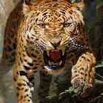 Dream Dictionary Leopard