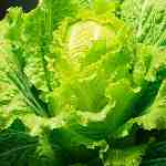 Dream Dictionary Lettuce