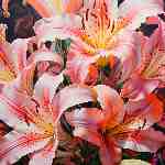 Dream Dictionary Lily