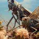 Dream Dictionary Locust