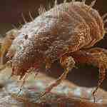 Dream Dictionary Louse