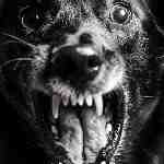 Dream Dictionary Mad Dog