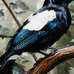 Dream Dictionary Magpie