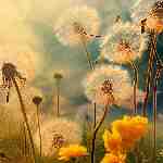 Dream Dictionary March