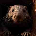 Dream Dictionary Marmot