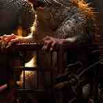 Dream Dictionary Rat-trap