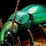 Dream Dictionary Weevil
