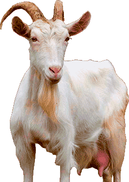 Goat Symbol for Chinese New Year Horoscope 2021