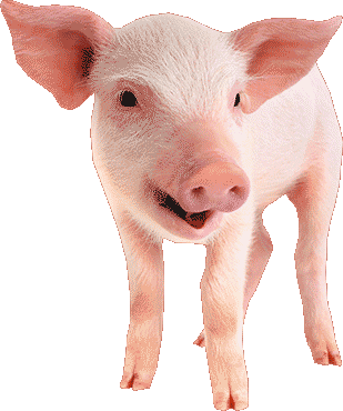 Pig Symbol for Chinese New Year Horoscope 2021